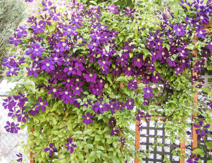 Farebné kvety a listy, ktoré rozžiaria vašu záhradu