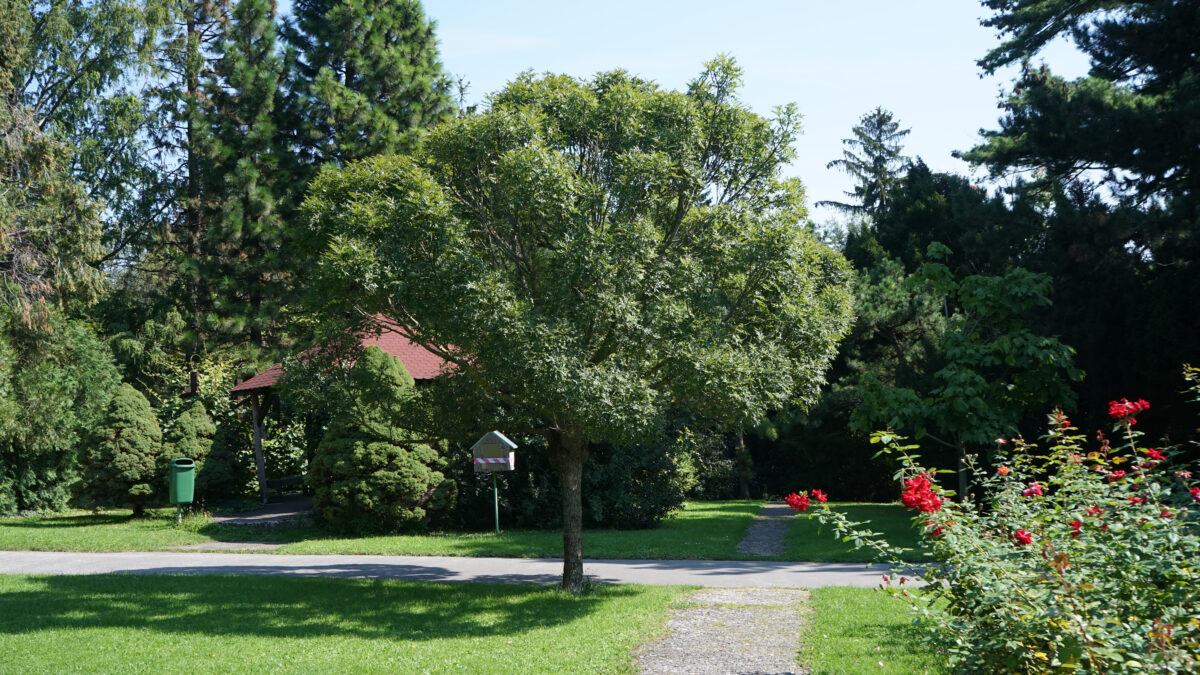 Fraxinus excelsior