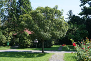 Fraxinus excelsior