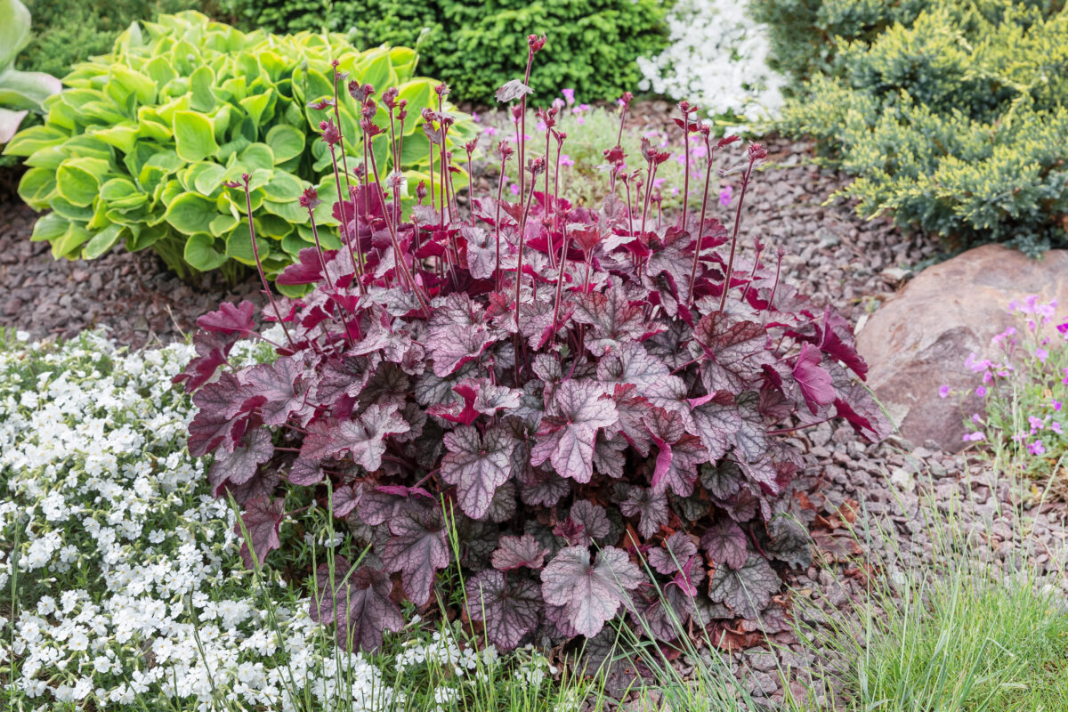 heuchera