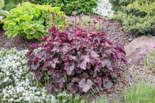 heuchera