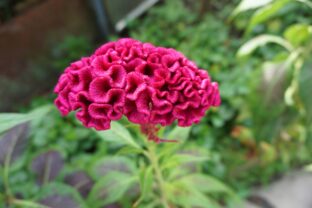 Celosia argentea