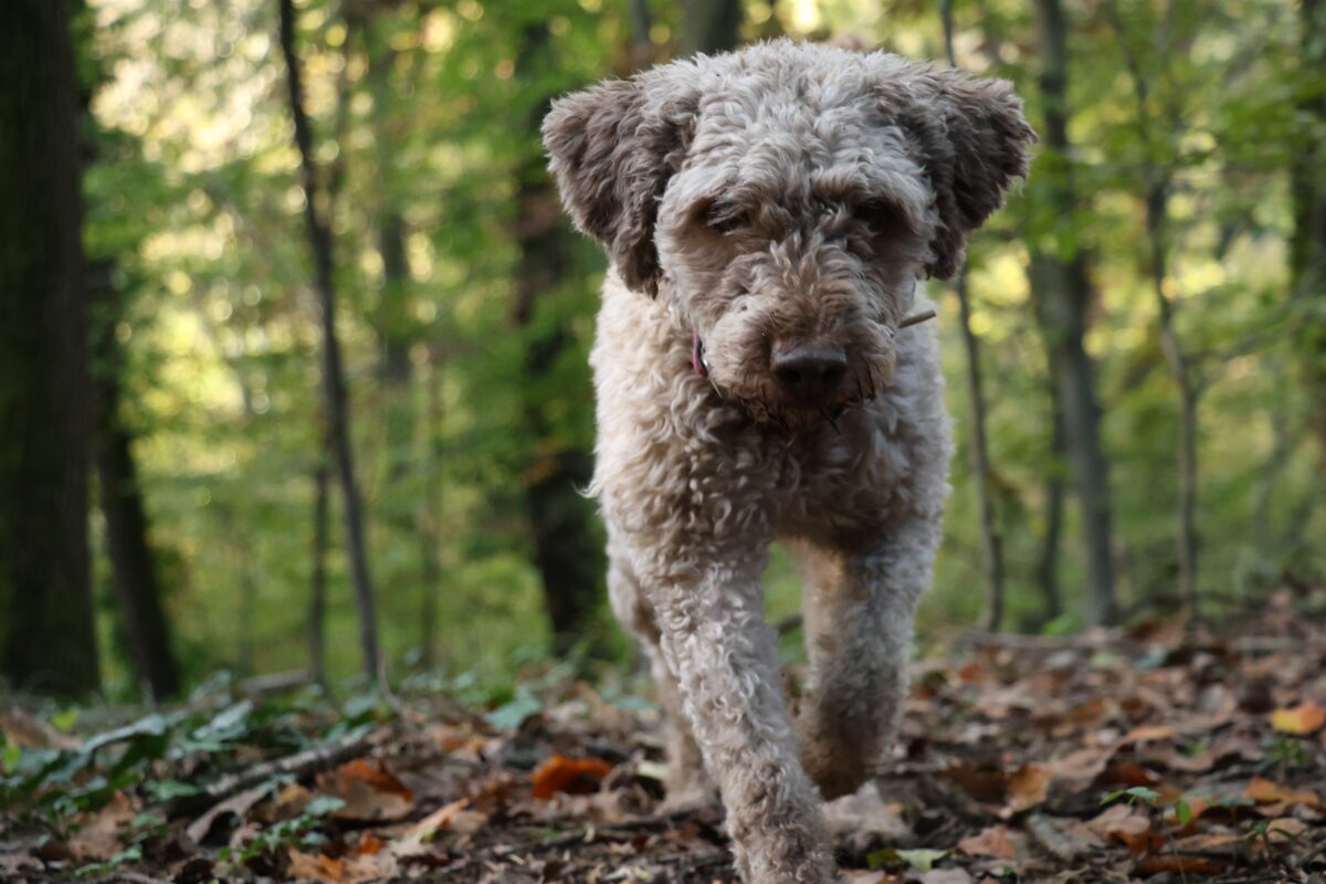 Lagotto Romangolo