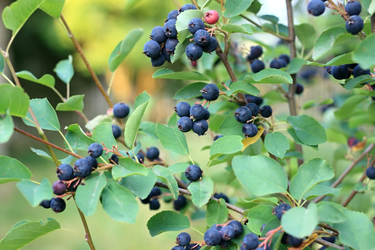 Amelanchier