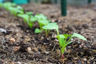 pestovanie reďkoviek