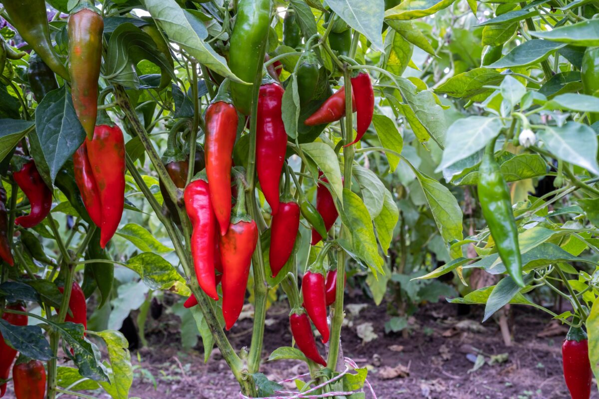 pestovanie pálivých paprík