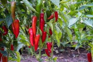 pestovanie pálivých paprík