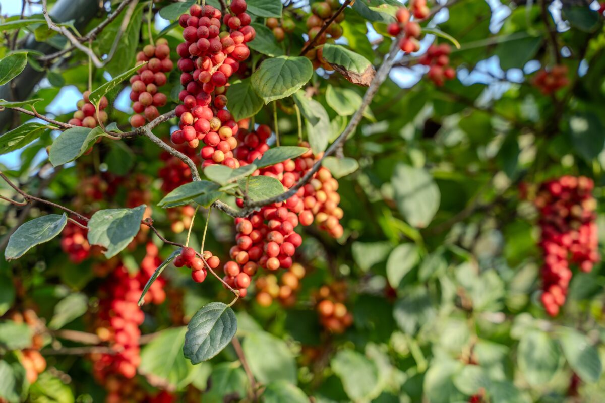 Schizandra čínska