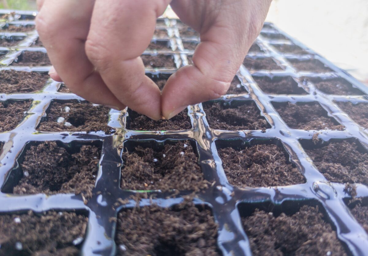 multisowing