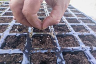 multisowing