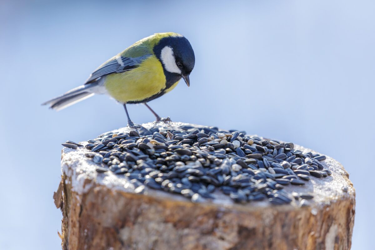 prikrmovanie vtákov