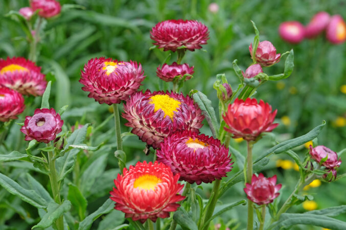 Farebné kvety a listy, ktoré rozžiaria vašu záhradu