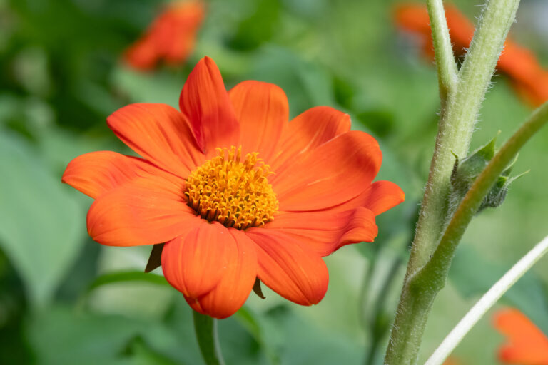 Farebné kvety a listy, ktoré rozžiaria vašu záhradu