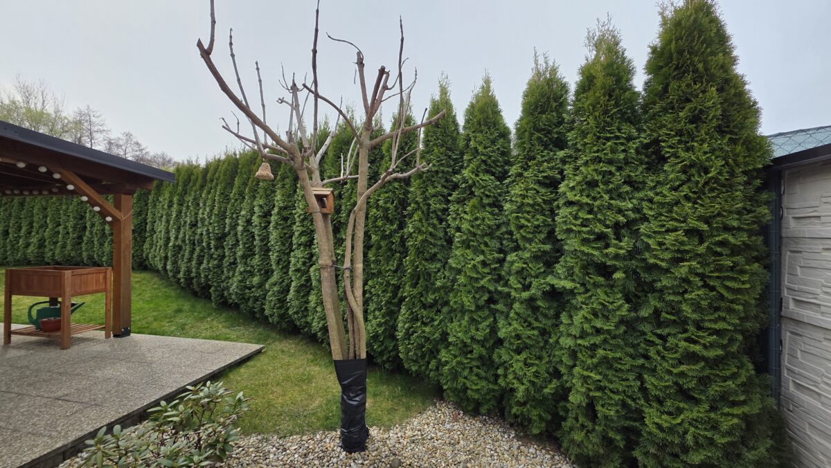 Pozor na výšku živého plota