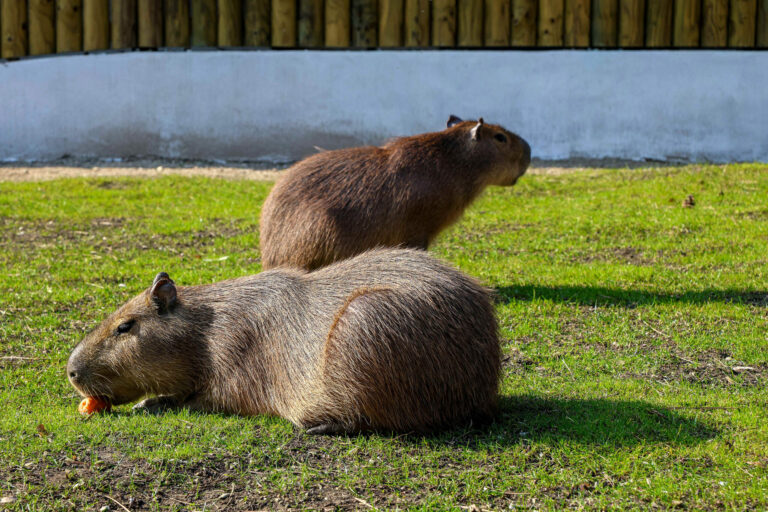 ZOO: Otvorenie sezóny v ZOO Bratislava
