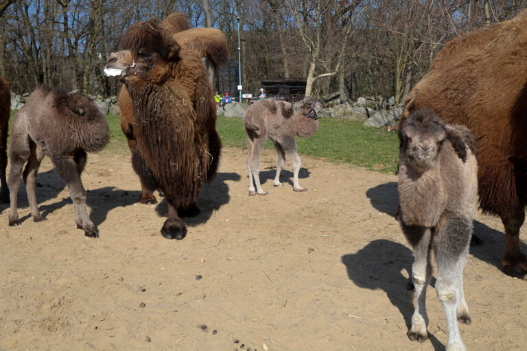 ZOO: Nové prírastky v bratislavskej ZOO