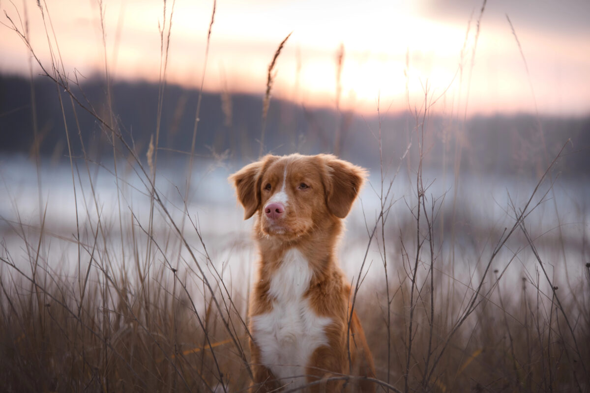 Toller