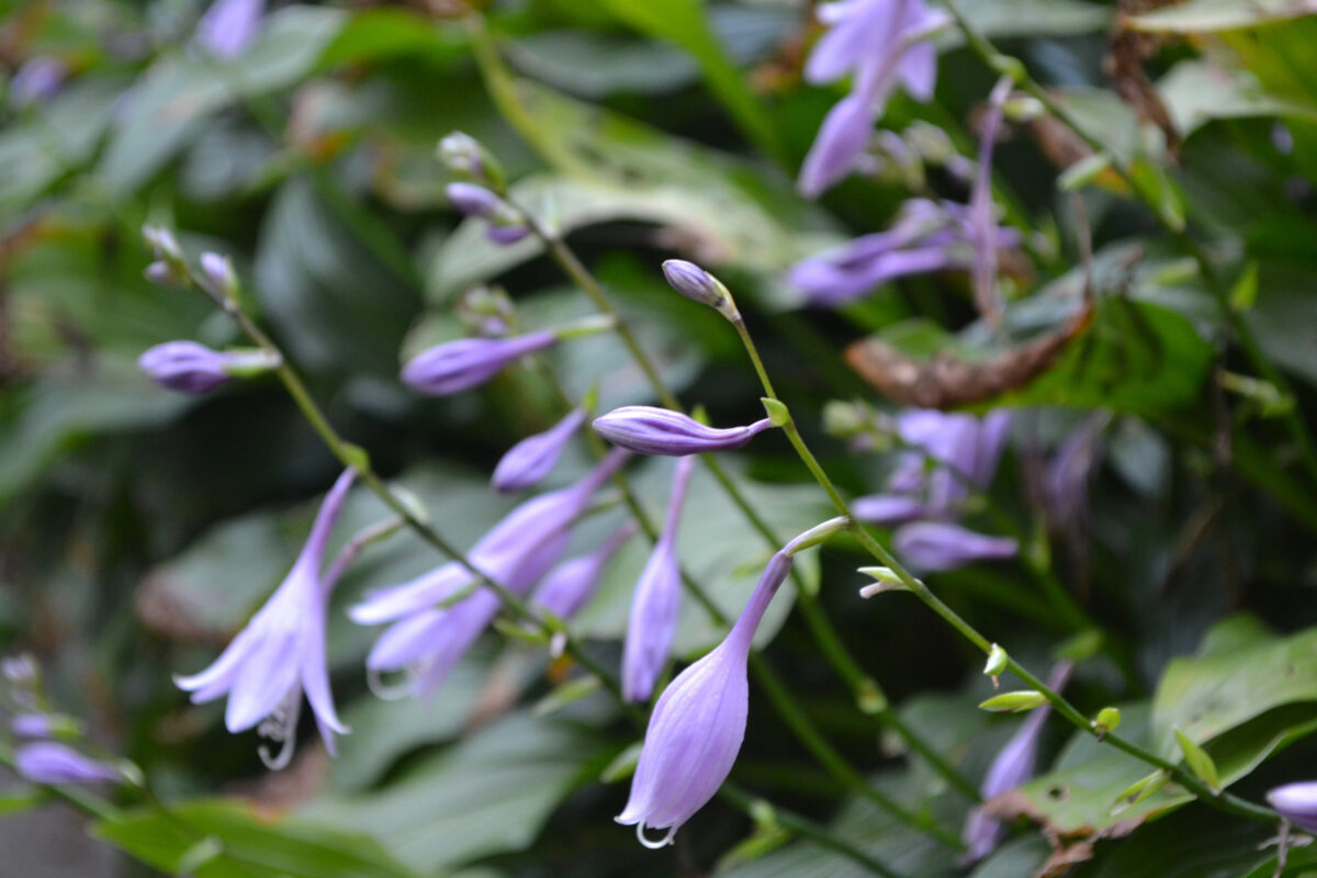hosta