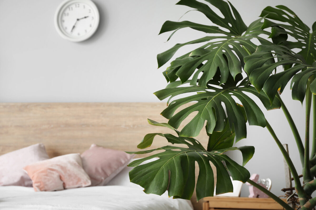 monstera v spálni