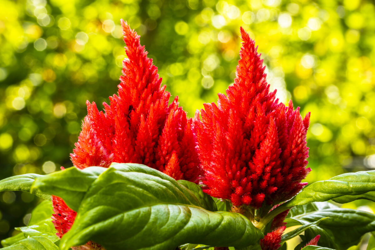 Celosia
