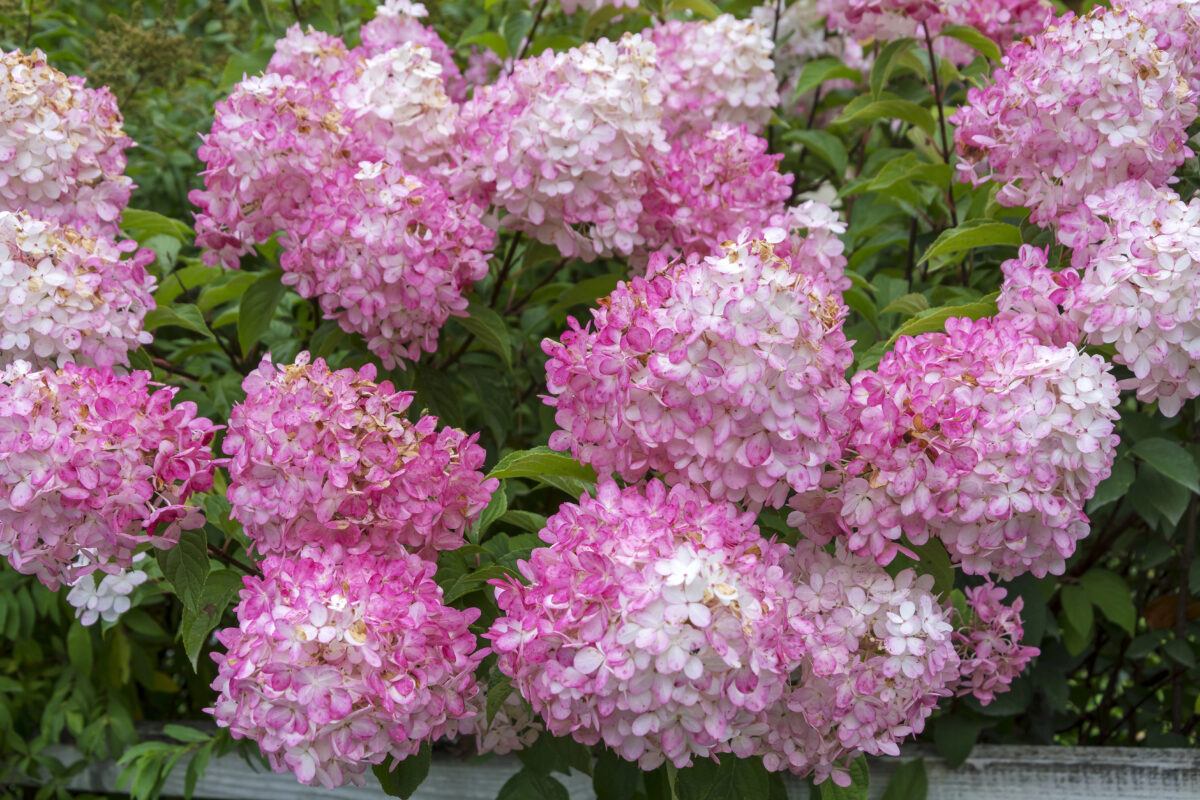 Hortenzia metlinatá