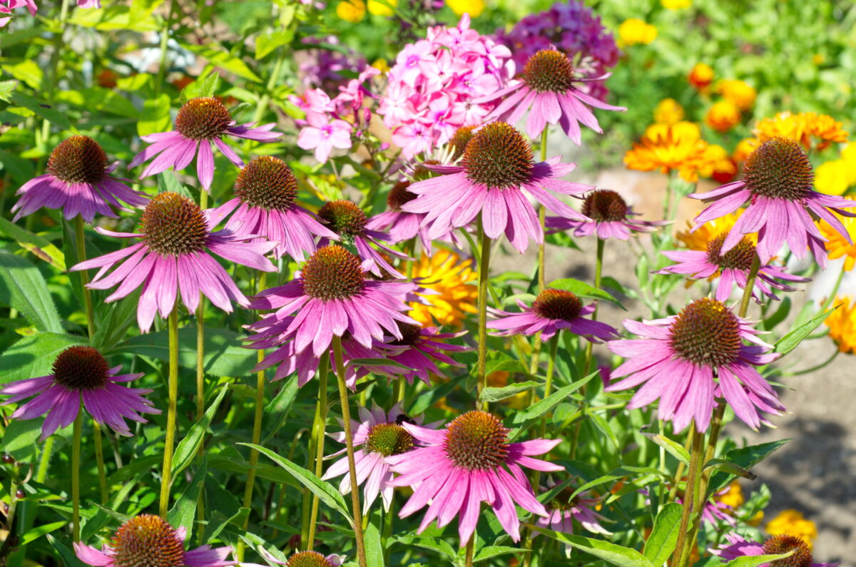 echinacea na záhrade