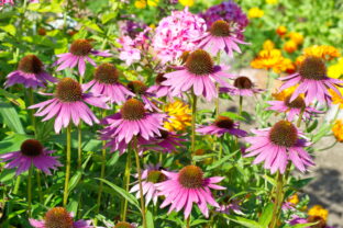 echinacea na záhrade