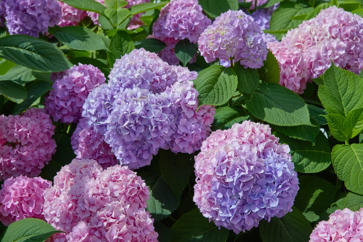 hortenzie