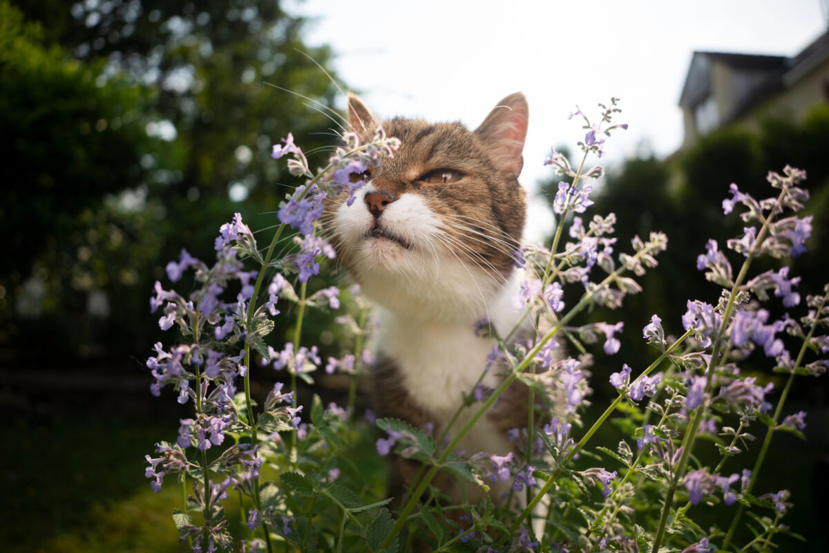 Nepeta cataria