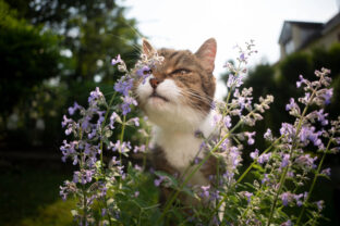 Nepeta cataria