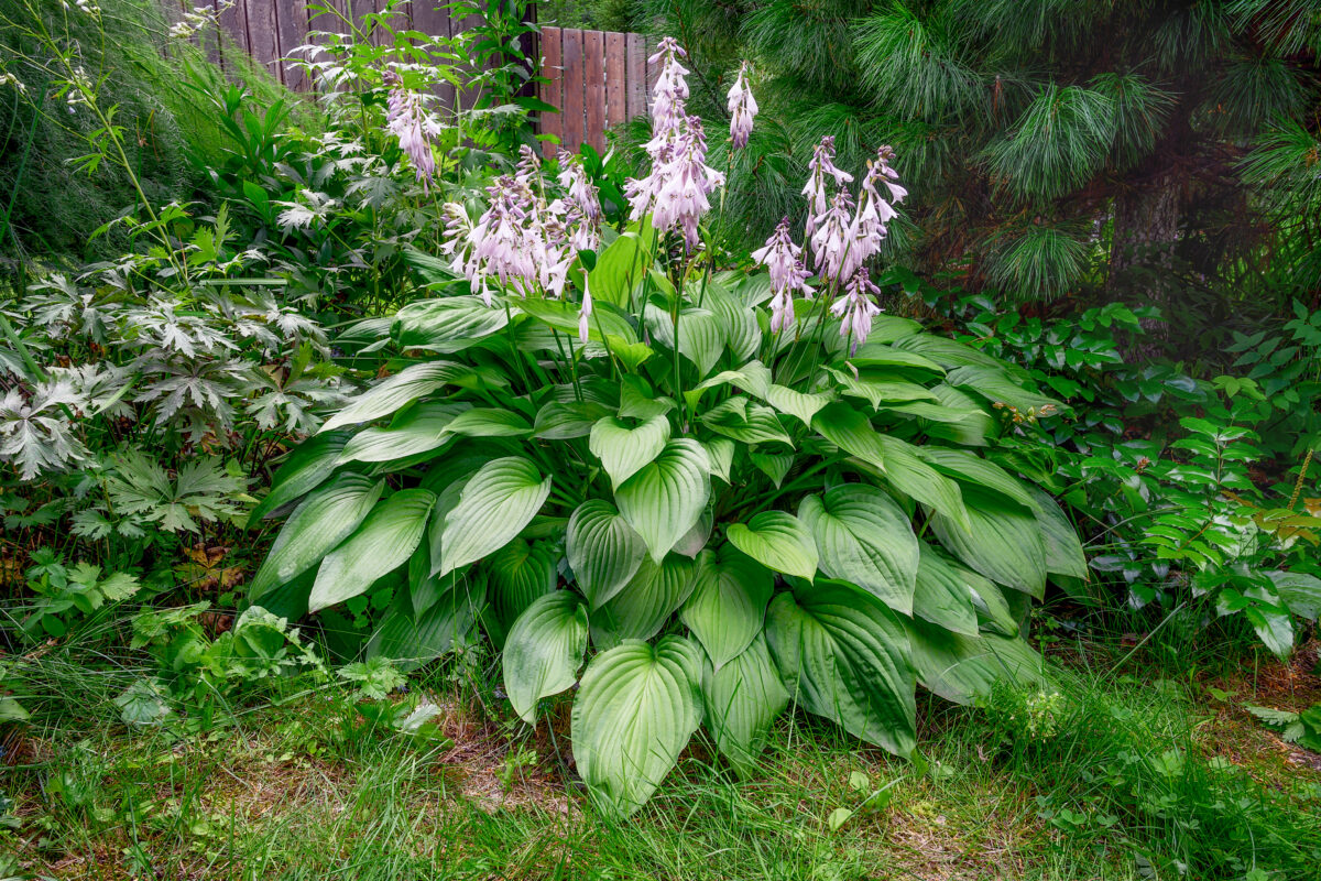 hosta