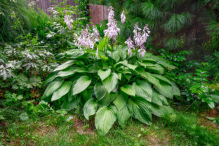 hosta