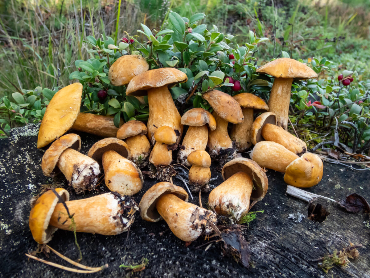 Suillus variegatus