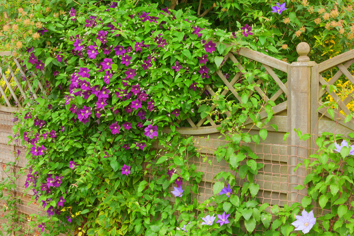 clematis