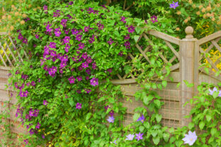 clematis