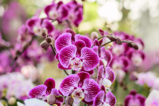 Mrakodrap v tvare orchidey