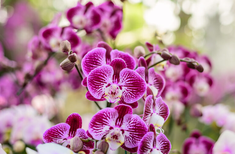 Mrakodrap v tvare orchidey