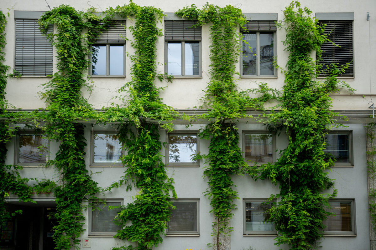 Lush green ivy climbing on a modern building facade