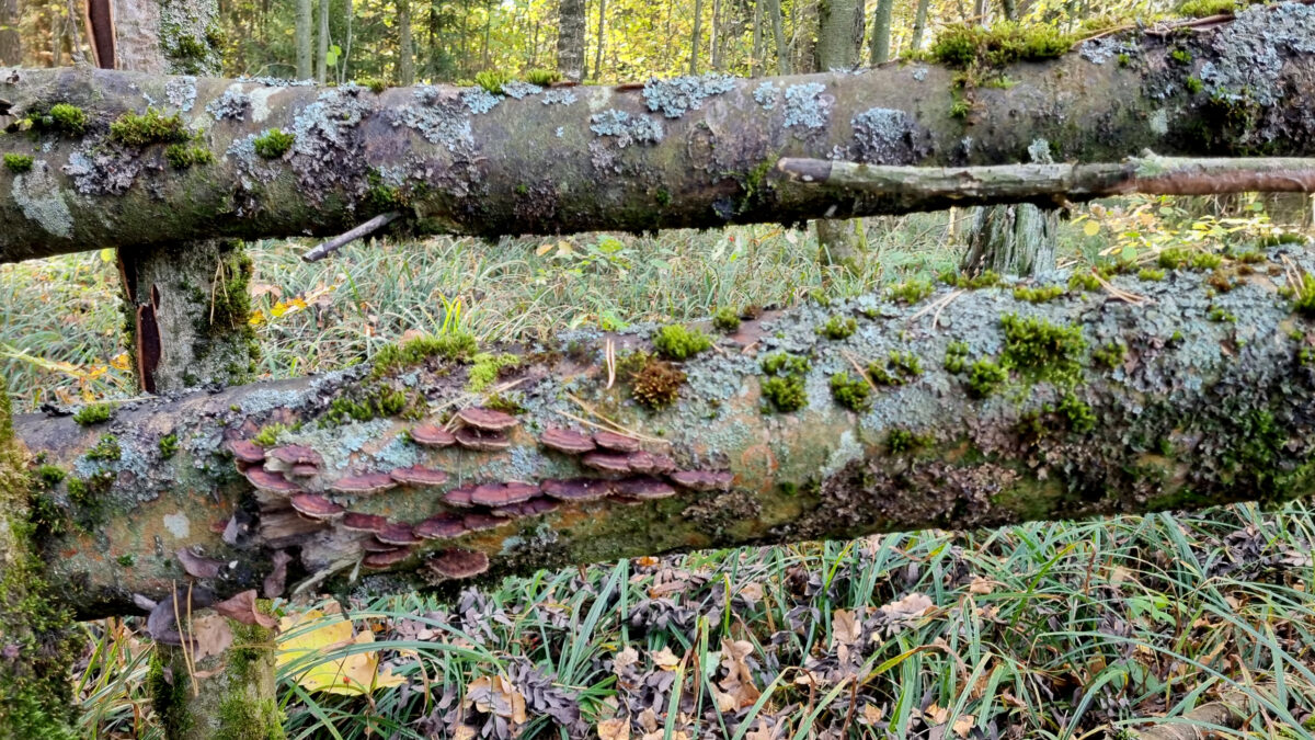 Old wooden fence in the autumn forest with moss and lichen.