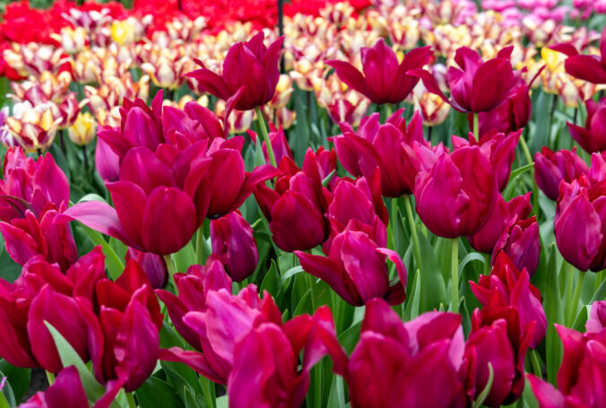 Farebné tulipány v Keukenhofe