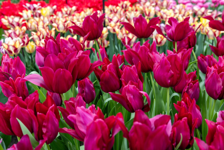 Farebné tulipány v Keukenhofe