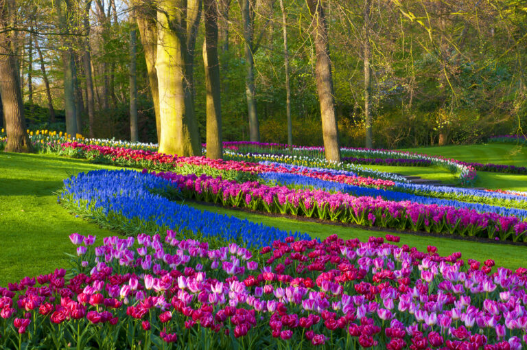 Záhrady Keukenhof každoročne lákajú milióny návštevníkov na jedinečnú prehliadku miliónov tulipánov.
