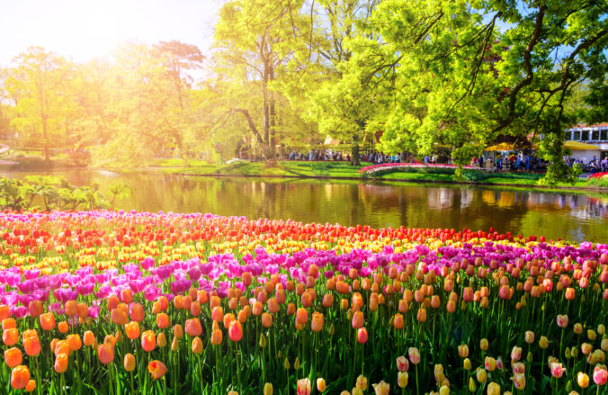 Záhrady Keukenhof každoročne lákajú milióny návštevníkov na jedinečnú prehliadku miliónov tulipánov.