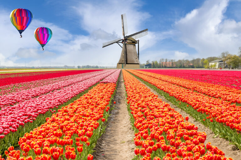Záhrady Keukenhof každoročne lákajú milióny návštevníkov na jedinečnú prehliadku miliónov tulipánov.