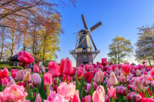 Keukenhof tulipány v Holandsku s veterným mlynom a farebnými kvetmi na jar