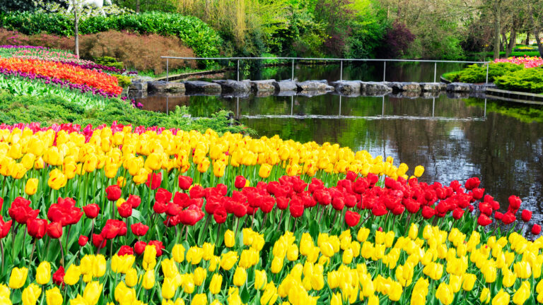 Záhrady Keukenhof každoročne lákajú milióny návštevníkov na jedinečnú prehliadku miliónov tulipánov.