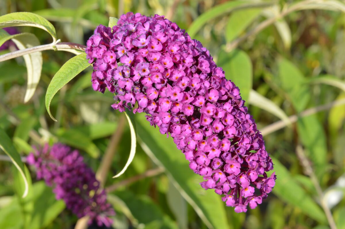 budleja