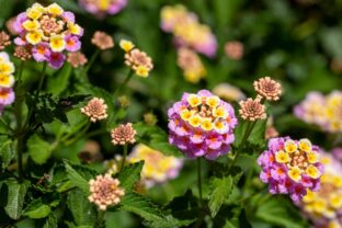 Lantana menlivá