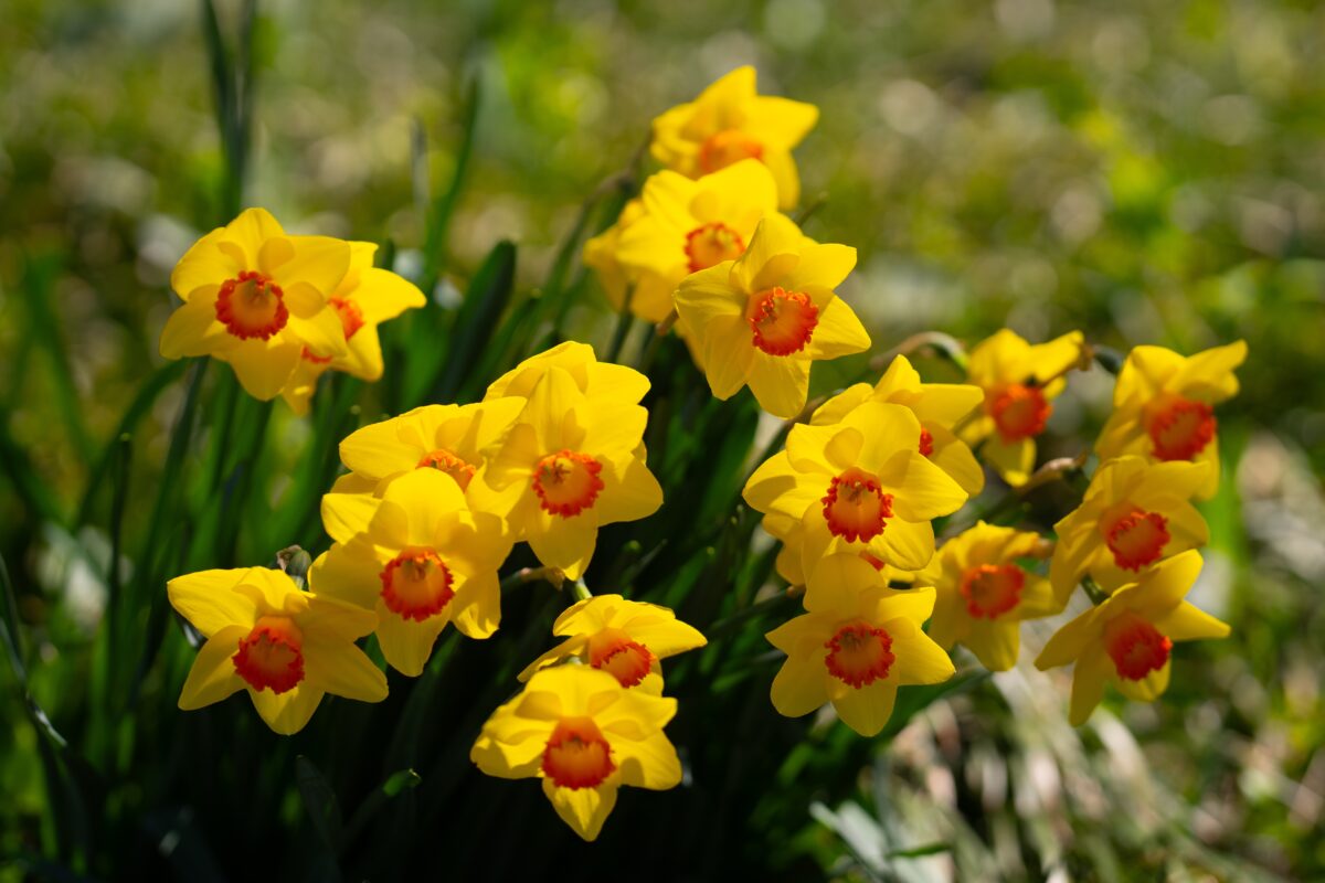 Narcisy