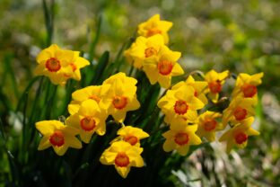 Narcisy